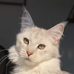 Avatar of @imperial_rose_mainecoons